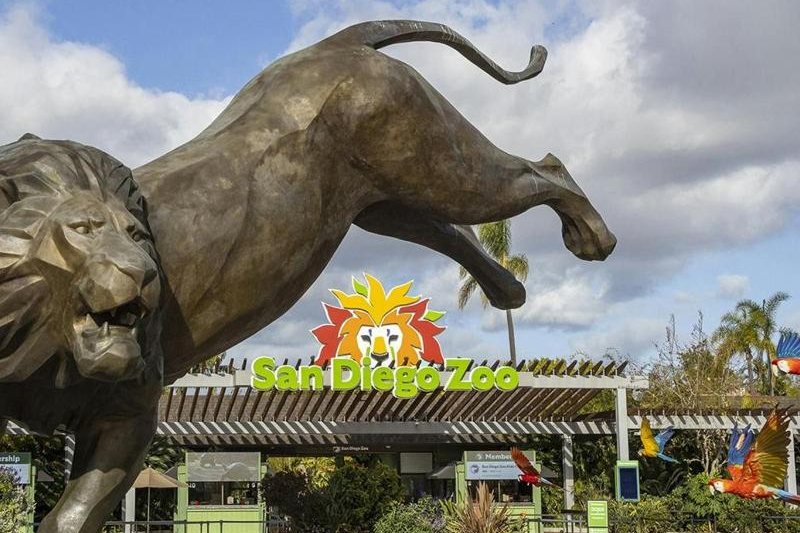 The entrance to the San Diego Zoo: the bronze lion sculpture mid-stride above the plaza, with the lion-head sign and macaw figures behind it.